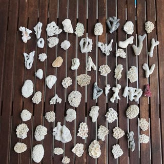 saharagems coral bali collection 1