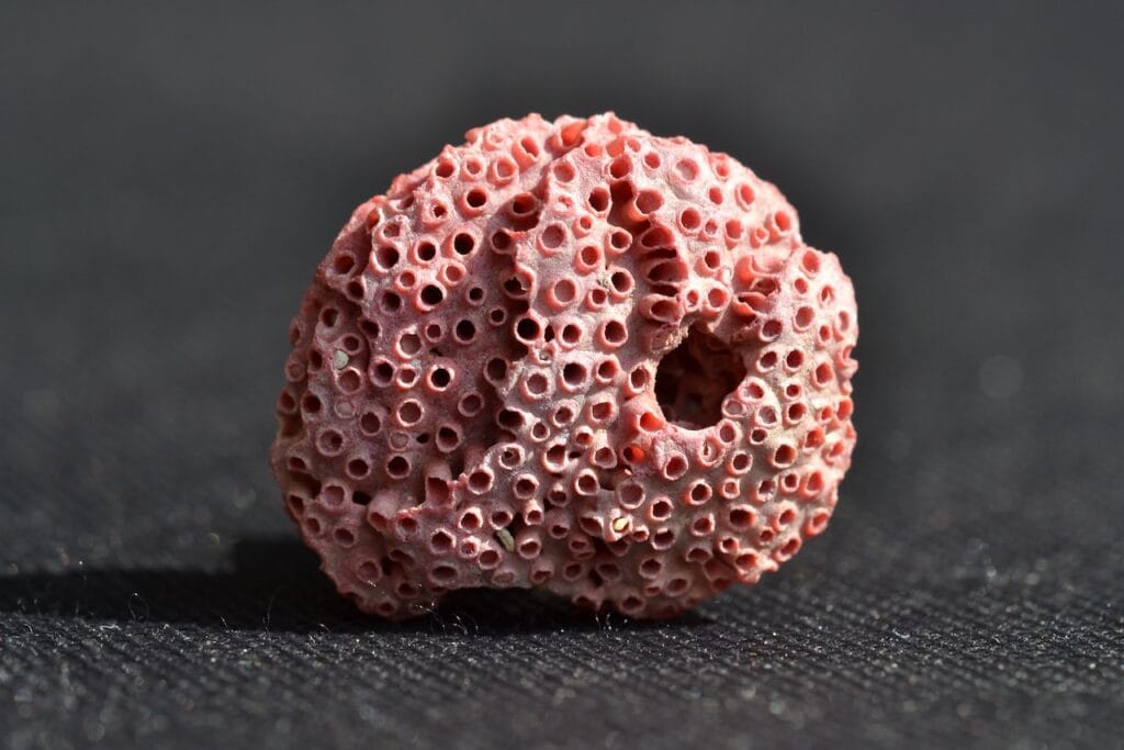 saharagems corals white red indonesia11 white red indonesia natural indonesia 1