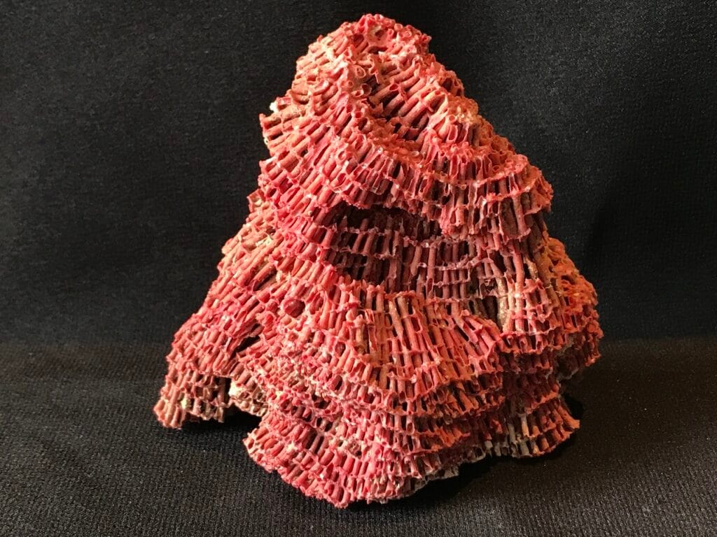 saharagems corals white red indonesia11 white red indonesia natural indonesia 10