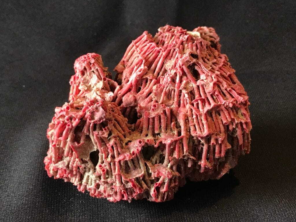 saharagems corals white red indonesia11 white red indonesia natural indonesia 13