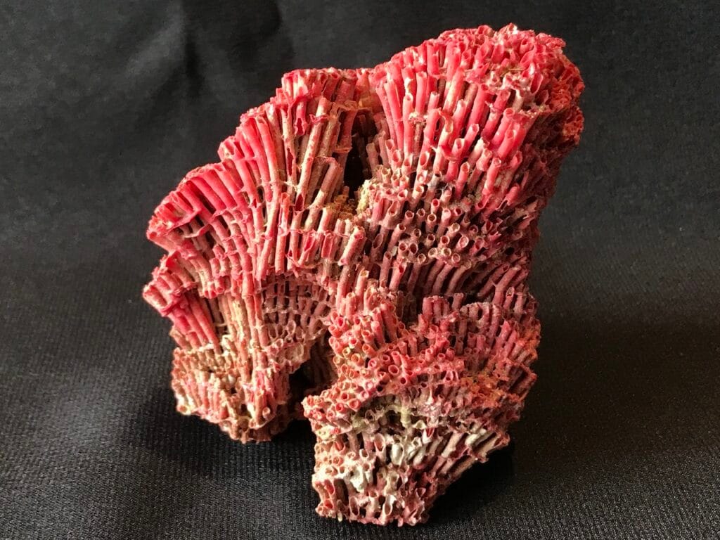 saharagems corals white red indonesia11 white red indonesia natural indonesia 14