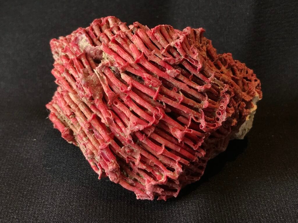 saharagems corals white red indonesia11 white red indonesia natural indonesia 15
