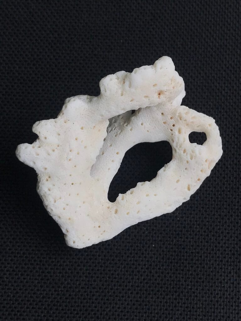 saharagems corals white red indonesia11 white red indonesia natural indonesia 3