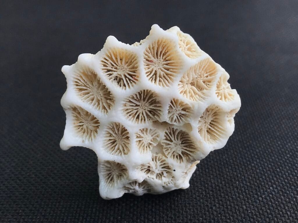 saharagems corals white red indonesia11 white red indonesia natural indonesia 4