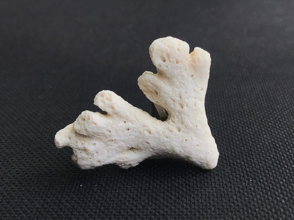 saharagems corals white red indonesia11 white red indonesia natural indonesia 5