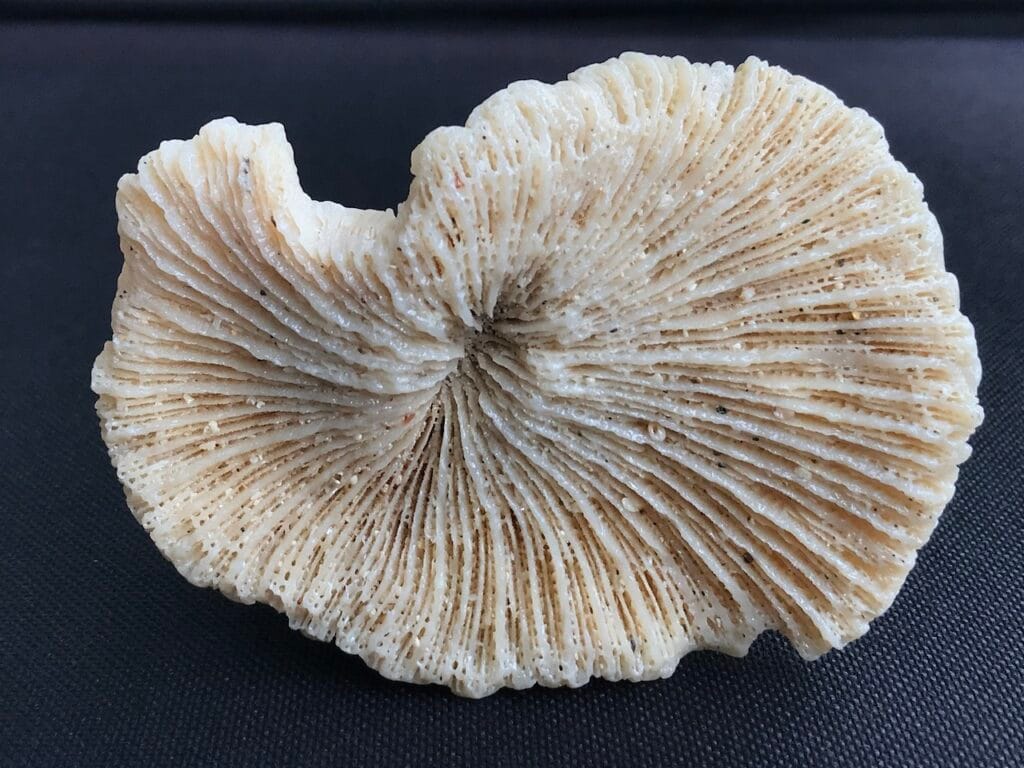 saharagems corals white red indonesia11 white red indonesia natural indonesia 6