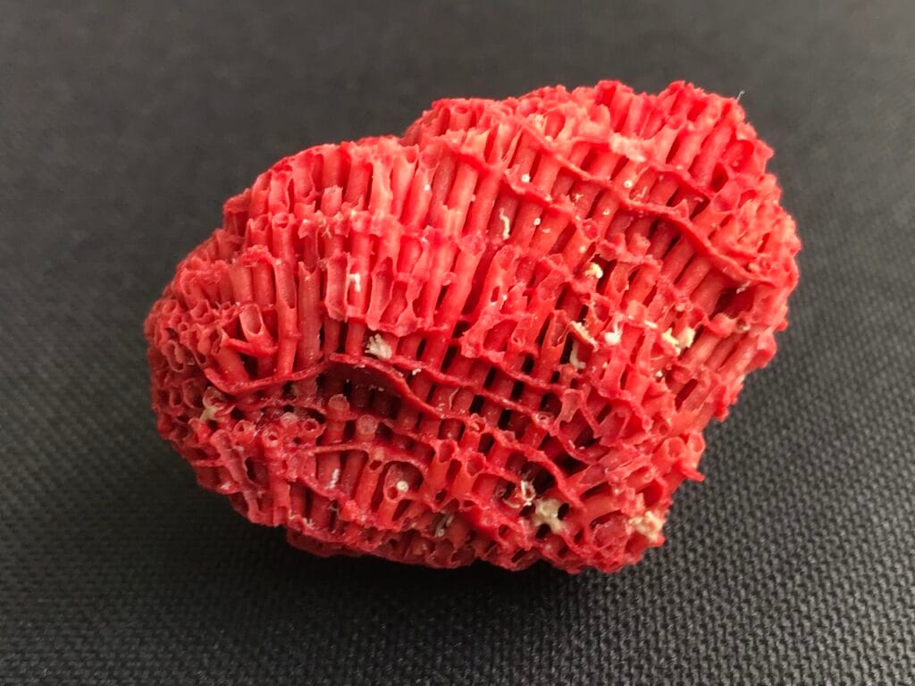 saharagems corals white red indonesia11 white red indonesia natural indonesia 7