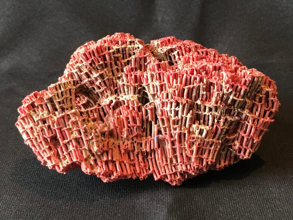 saharagems corals white red indonesia11 white red indonesia natural indonesia 8