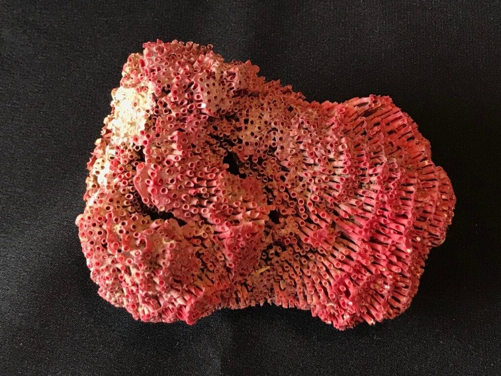 saharagems corals white red indonesia11 white red indonesia natural indonesia 9