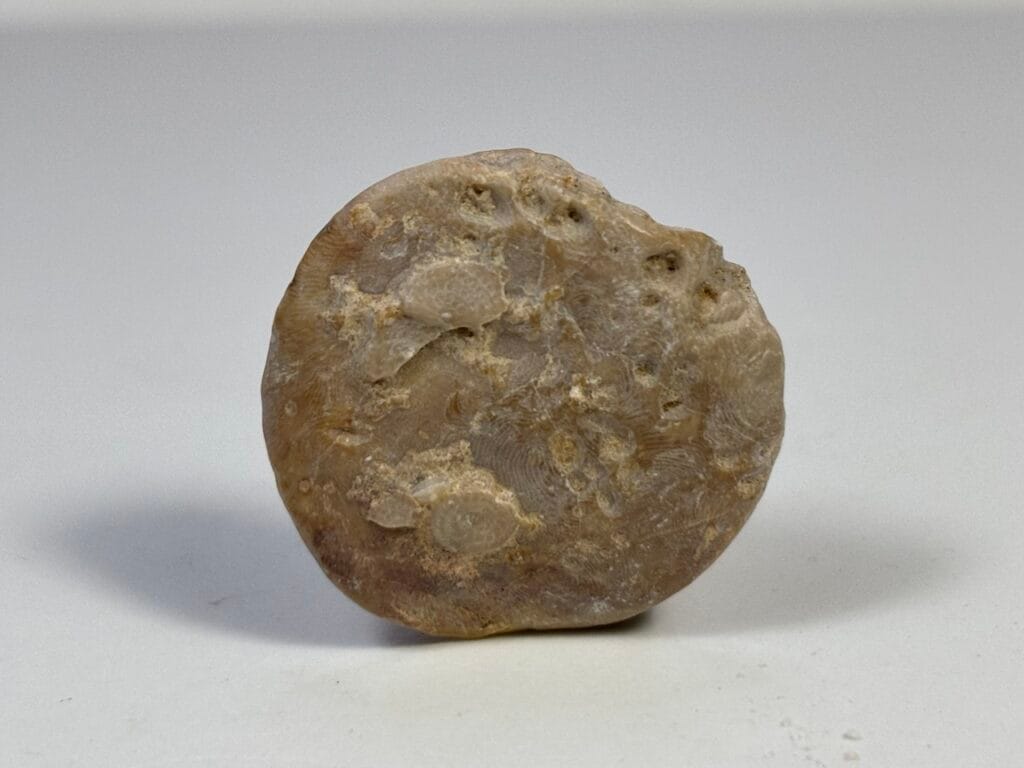 saharagems nummulites egypt 1