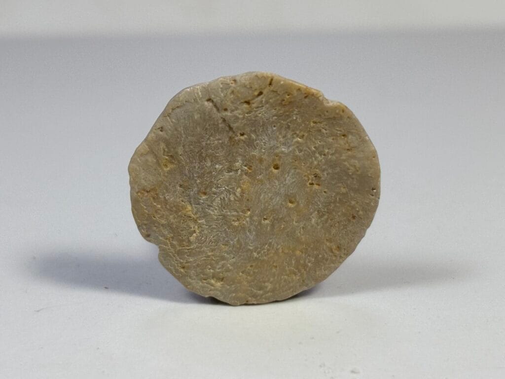 saharagems nummulites egypt 2