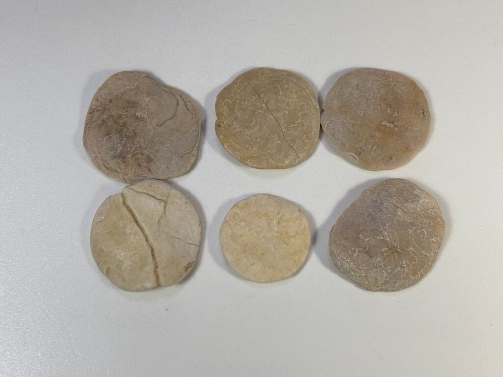 saharagems nummulites egypt 3