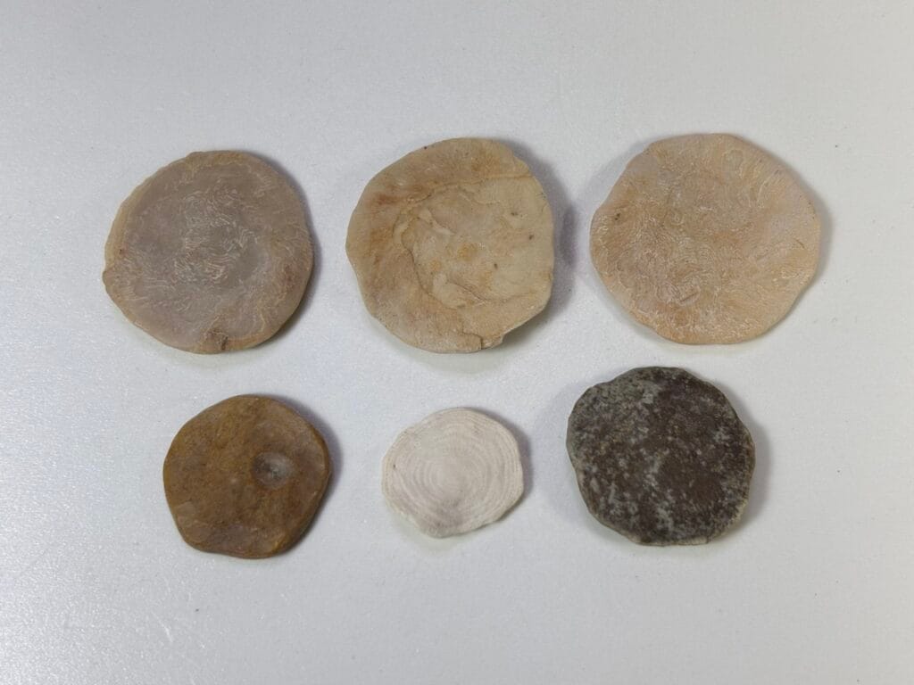 saharagems nummulites egypt 4