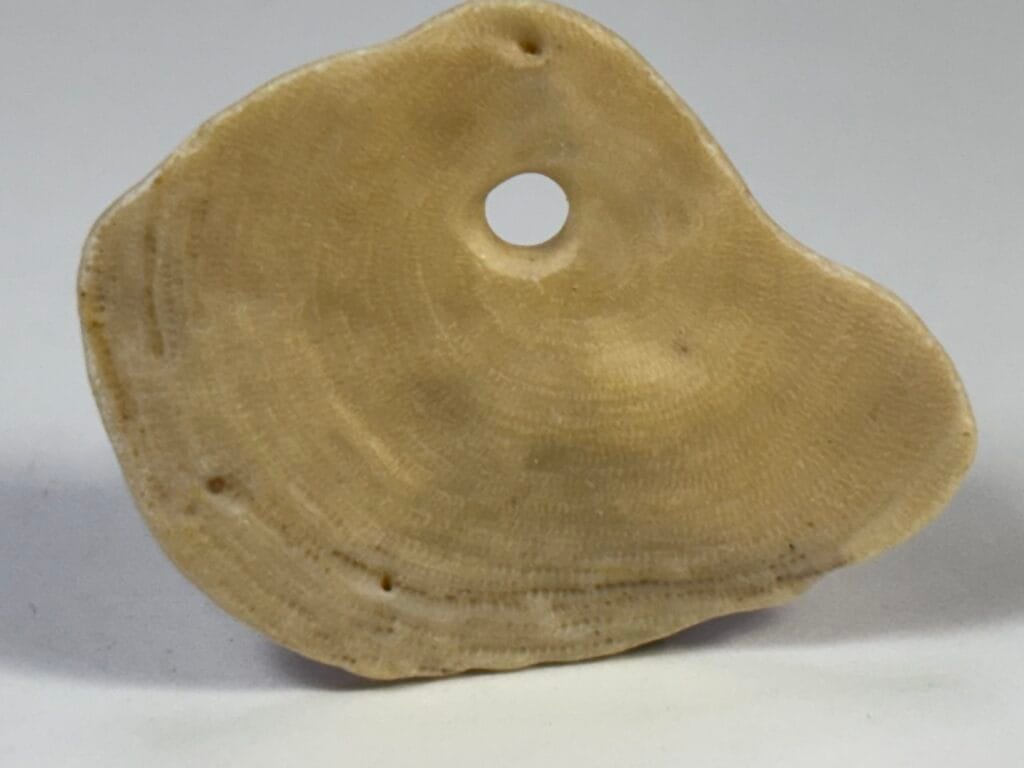 saharagems nummulites egypt 5