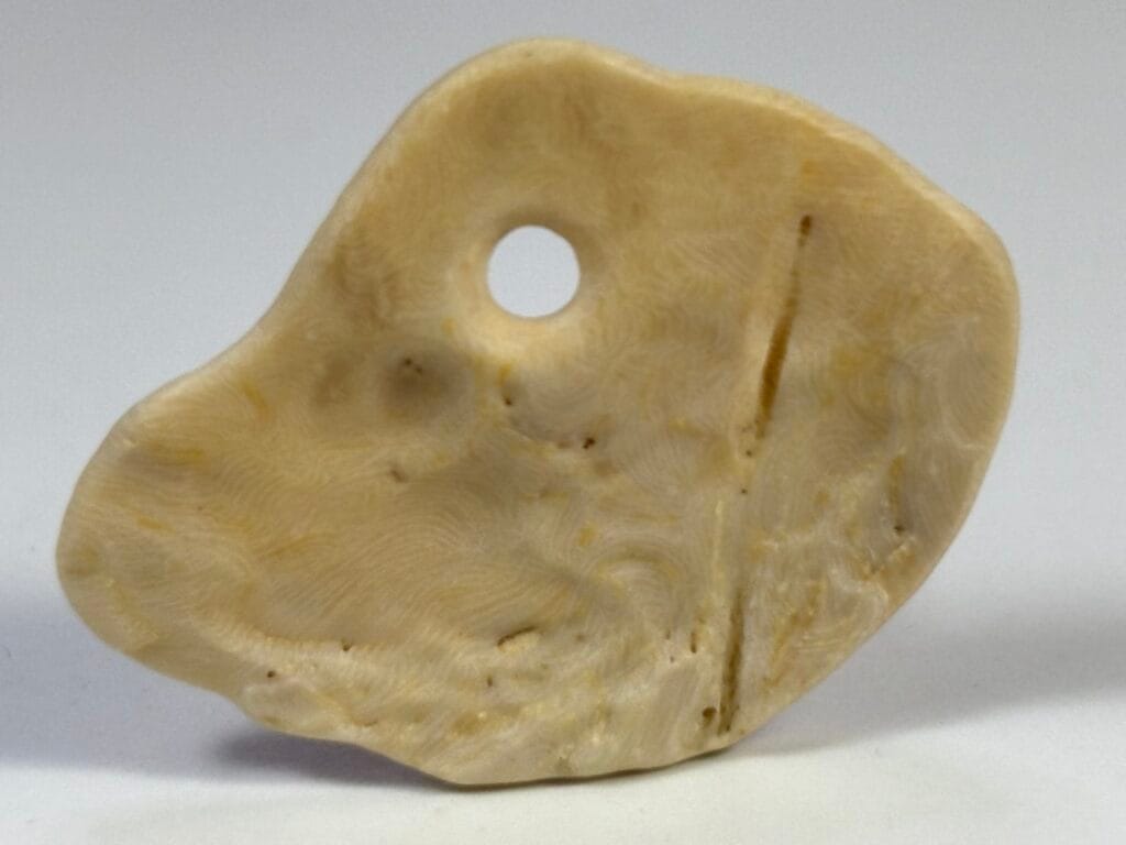 saharagems nummulites egypt 6