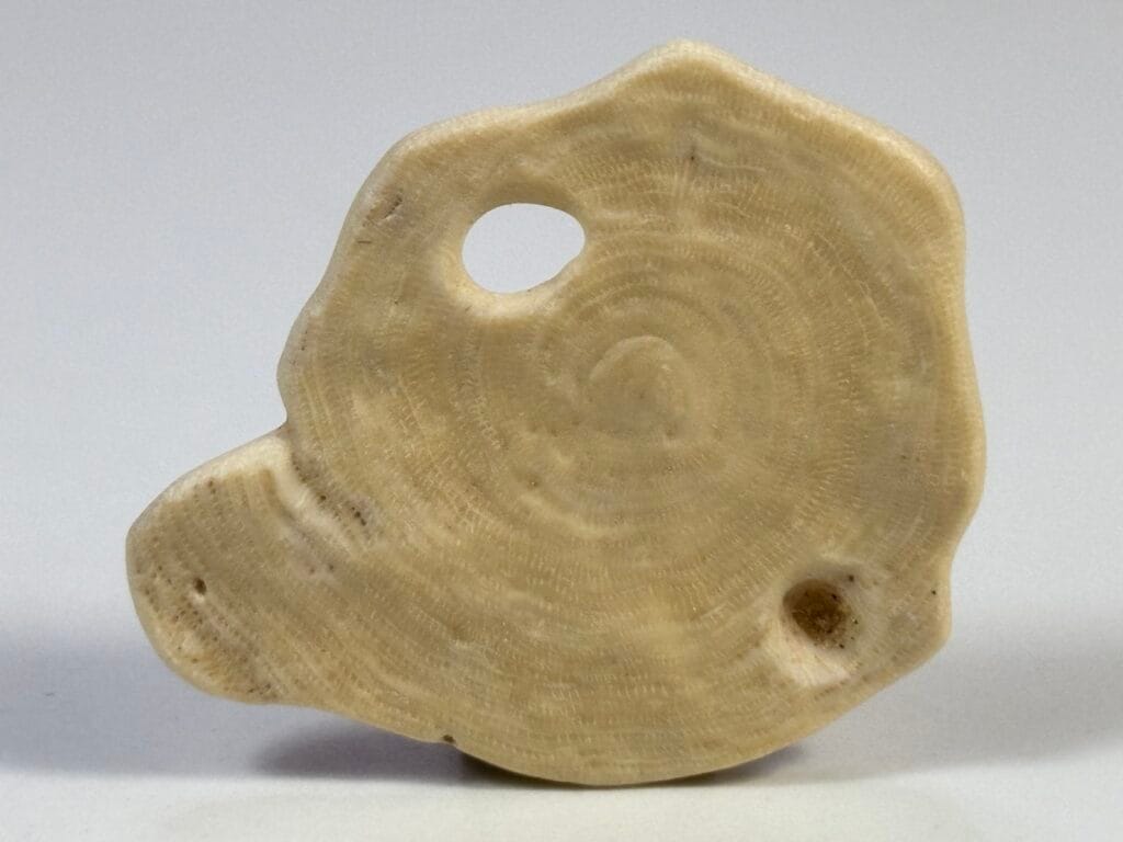 saharagems nummulites egypt 7