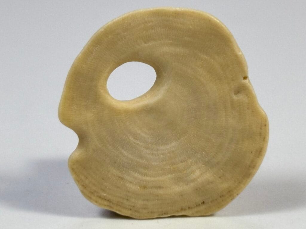 saharagems nummulites egypt 8