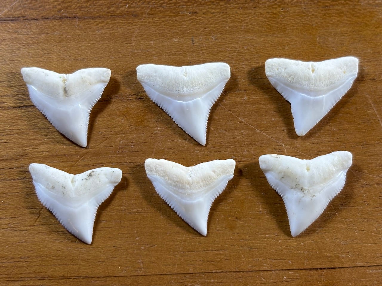 saharagems shark tooth indonesia