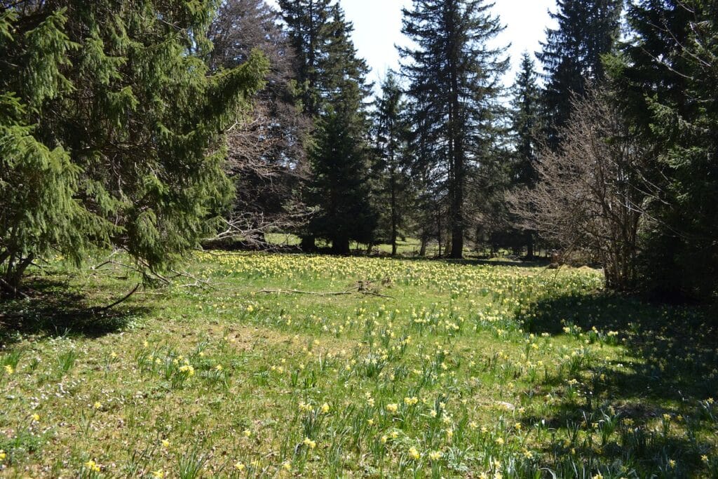 saharagems twannberg meteorite impressions 23