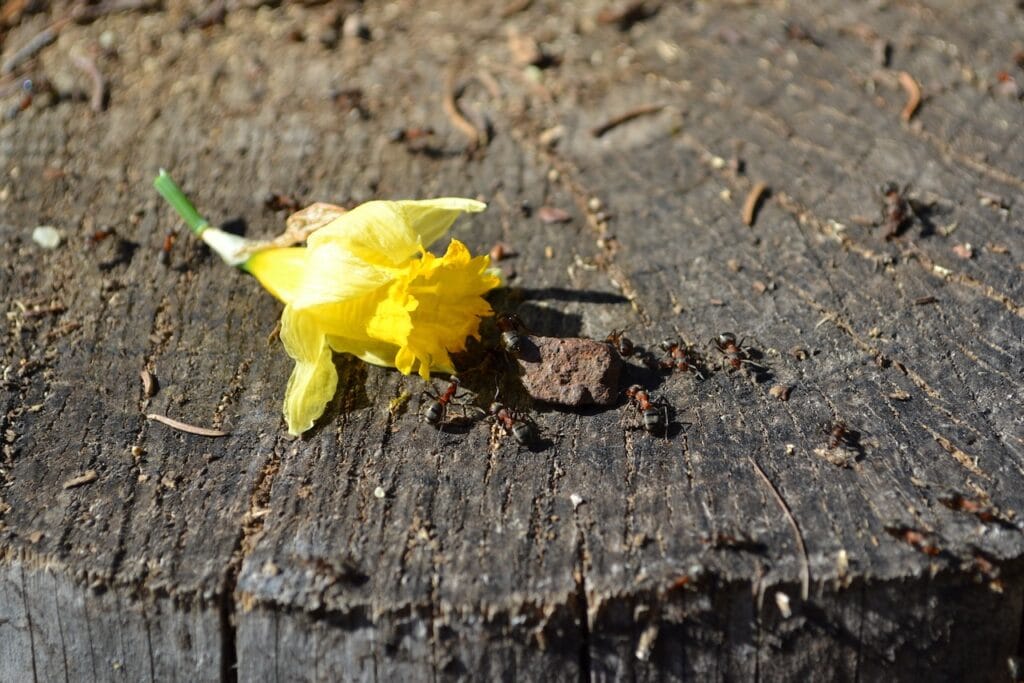 saharagems twannberg meteorite impressions 28