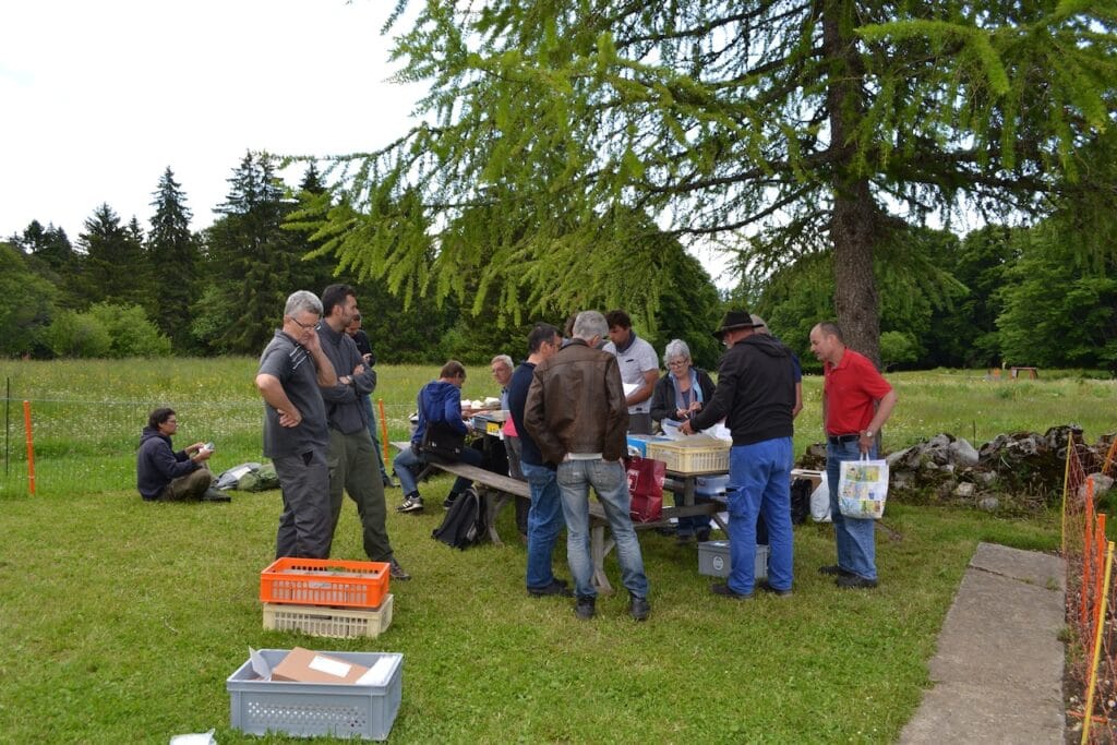 saharagems twannberg meteorite impressions 29