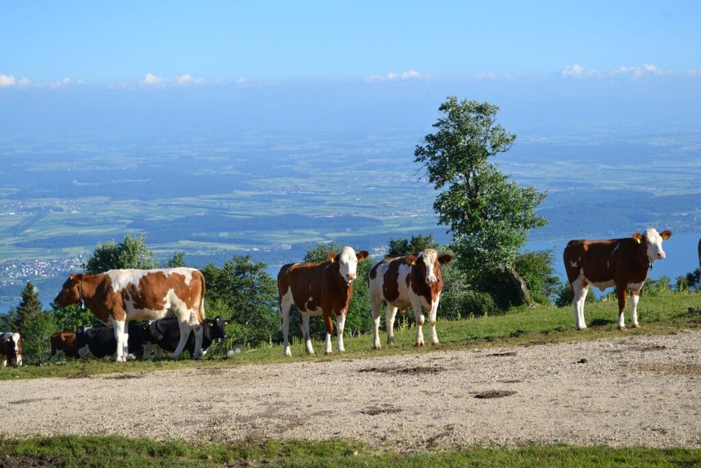 saharagems twannberg meteorite impressions 34