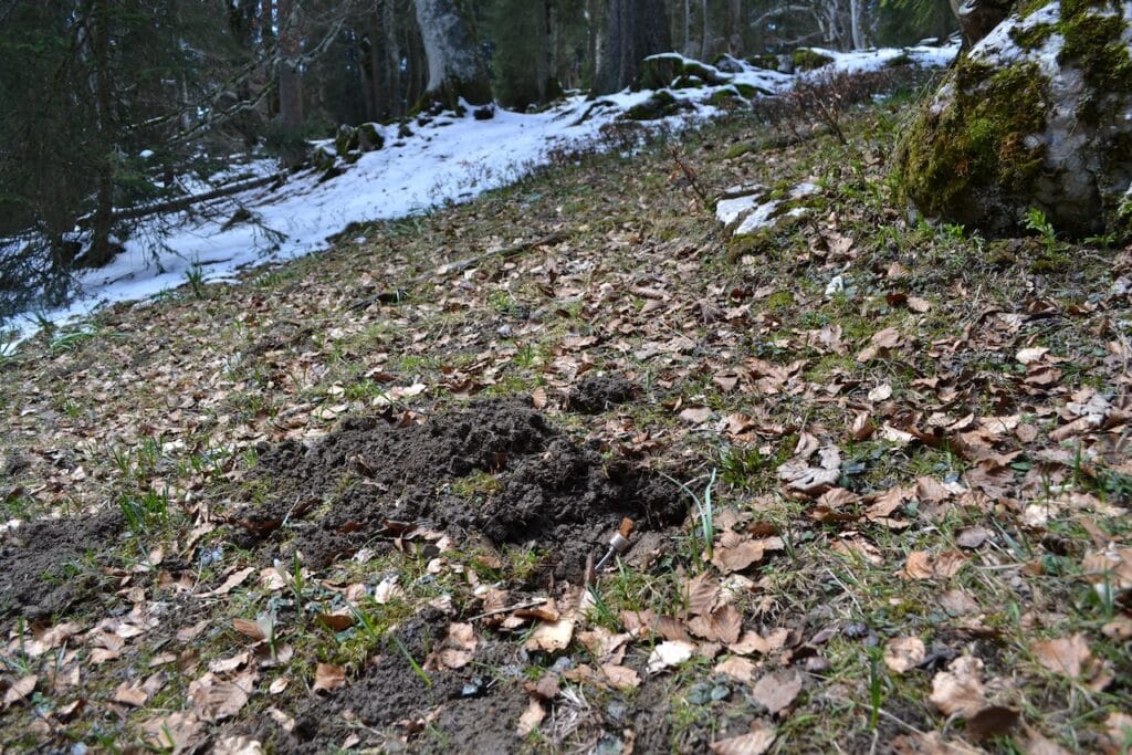 saharagems twannberg meteorite impressions 9