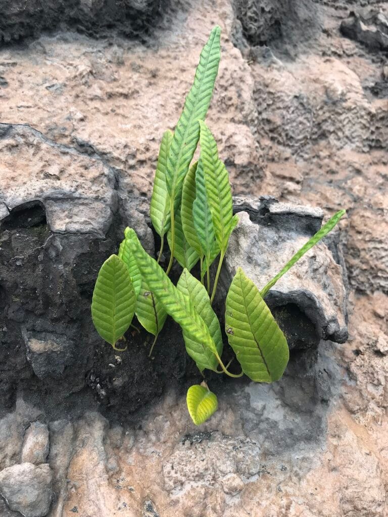 saharagems bromo volcano java indonesia 11