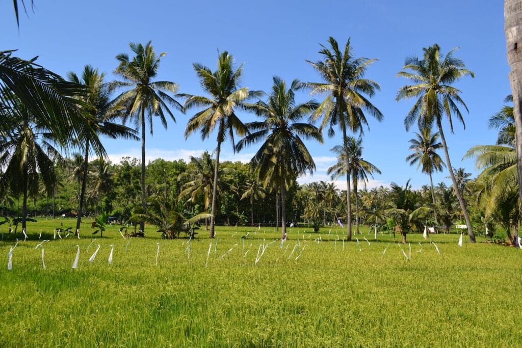 saharagems ocean villa family srau beach pacitan java 29