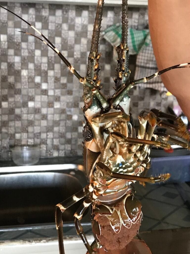 saharagems ocean villa family srau indonesian food seafood 25