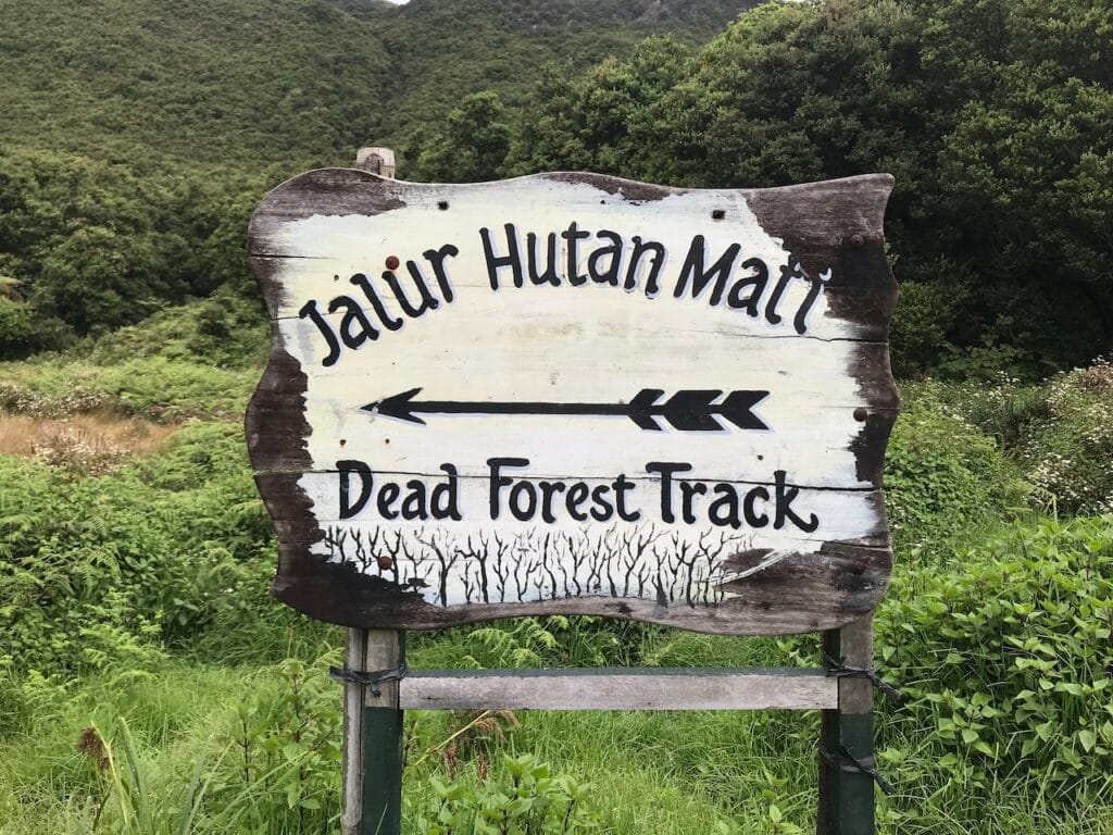 saharagems papandayan volcano sulfur death forest java indonesia 1