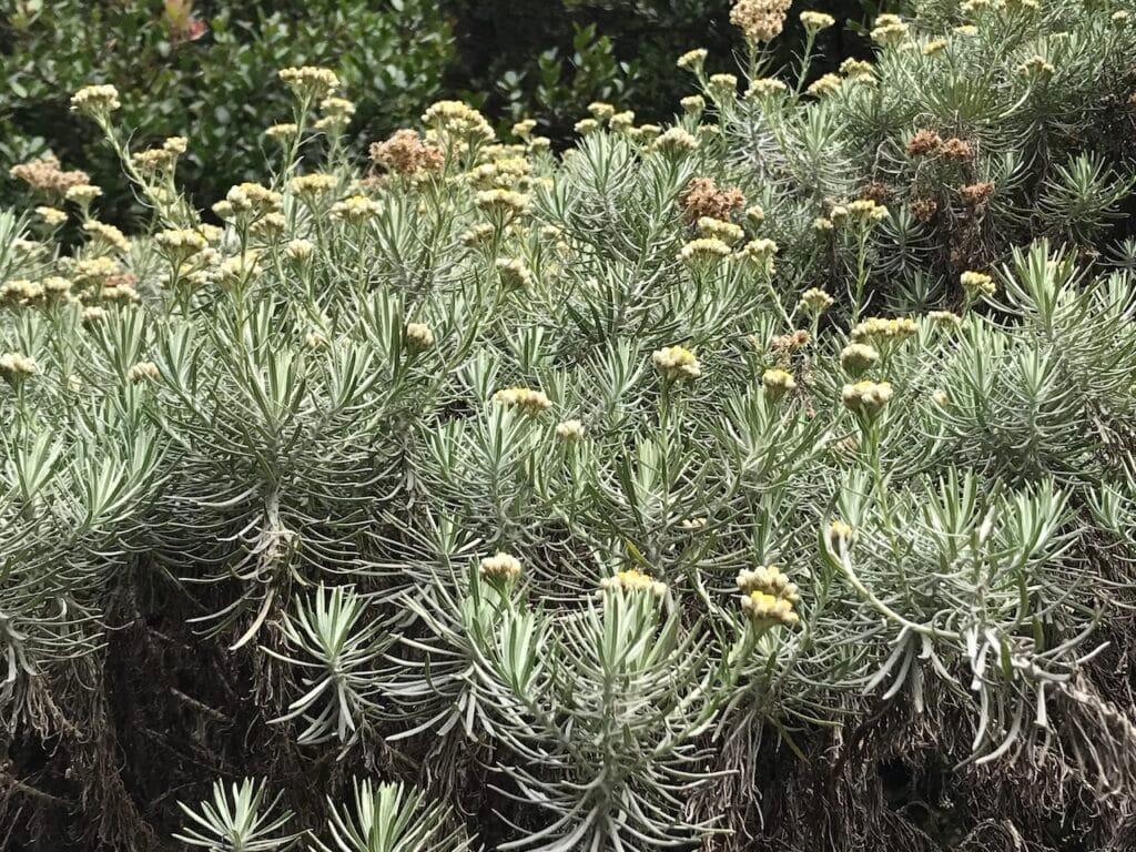 saharagems papandayan volcano sulfur java indonesia 16